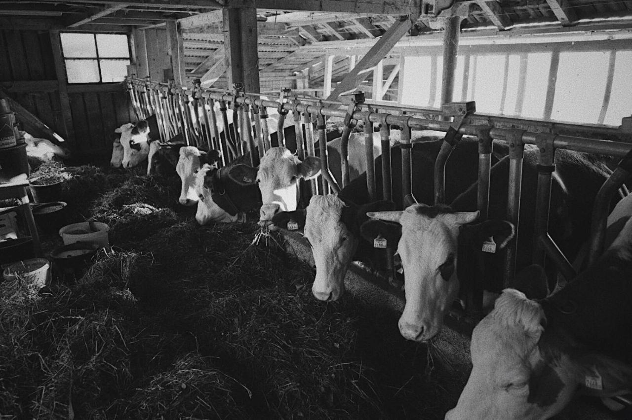 Bauernhof Schink Villa Zell am Moos Dış mekan fotoğraf