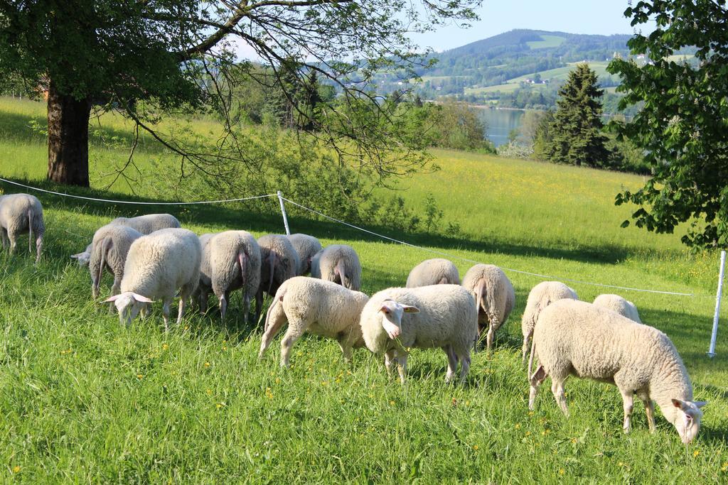 Bauernhof Schink Villa Zell am Moos Dış mekan fotoğraf